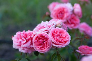 Bahçedeki pembe gül 