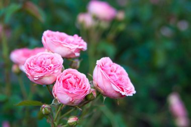 Bahçedeki güller, güzel güzel güneşli bir günde. 