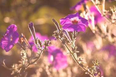 Bahçedeki güzel çiçekler 