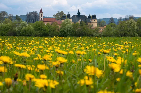 a field of blooming dandelions and a church