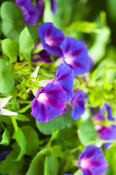 Piękne Kwiaty Fioletowe Zielonym Tle — Zdjęcie stockowe