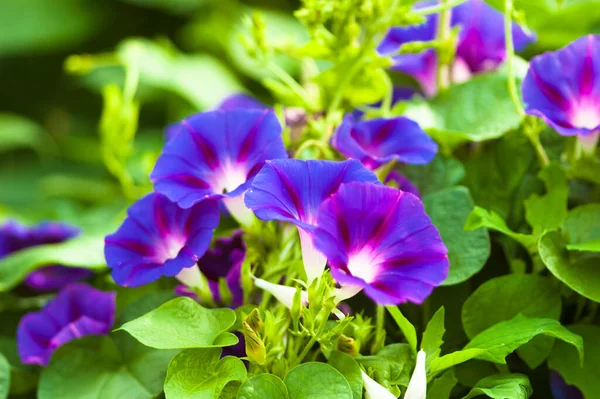 Bliska Piękne Fioletowe Kwiaty — Zdjęcie stockowe