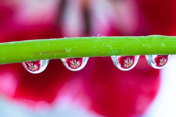 Красиві Орхідеї Фоні Вид Крупним Планом — стокове фото