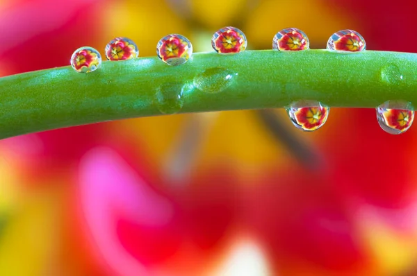 Крупним Планом Красива Червона Квітка Лілії — стокове фото