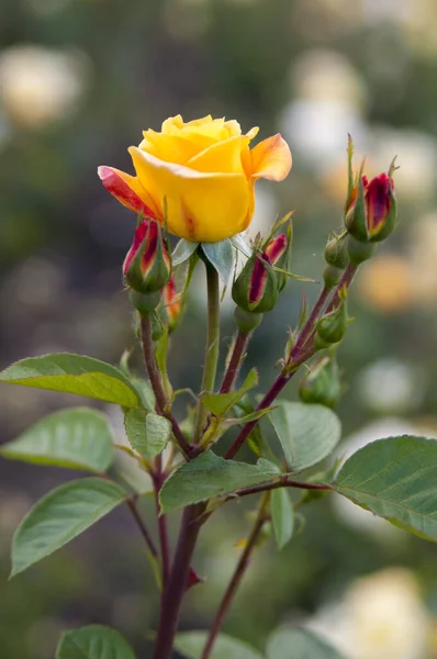 花园里美丽的黄玫瑰 — 图库照片