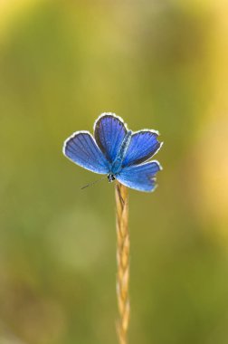 Mavi bir bitkinin üzerinde mavi bir kelebek. 