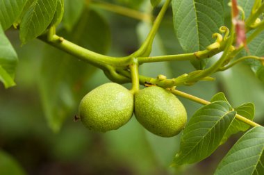 Yeşil taze cevizleri kapatın. 