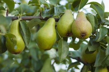 Olgun armutlar sallanıyor bahçede bir dalda. 