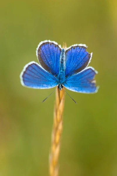 Όμορφη Μακρο Πλάνο Μιας Όμορφης Μπλε Πεταλούδας — Φωτογραφία Αρχείου