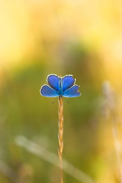 stock image butterfly on a flower 