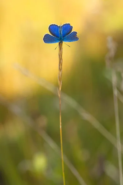 stock image close up of a flower in the field 