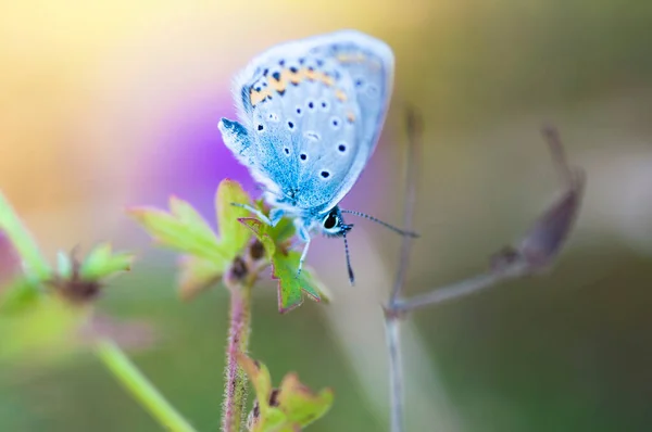 Μια Όμορφη Πεταλούδα Ένα Λουλούδι — Φωτογραφία Αρχείου