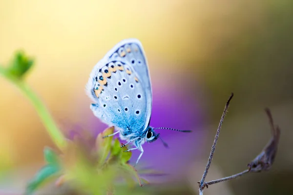 Όμορφη Πεταλούδα Ένα Λουλούδι — Φωτογραφία Αρχείου