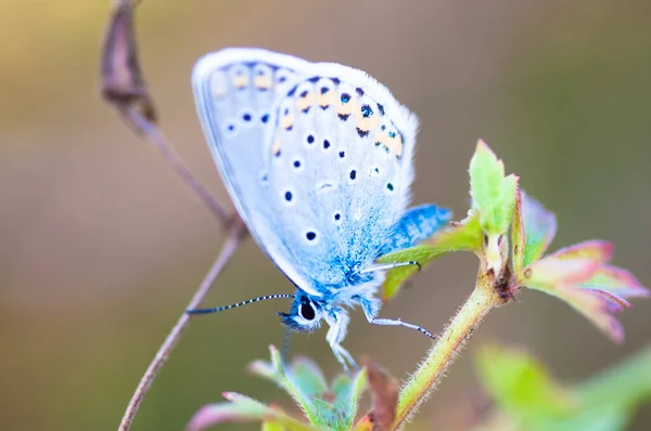 Kék Pillangó Virág — Stock Fotó