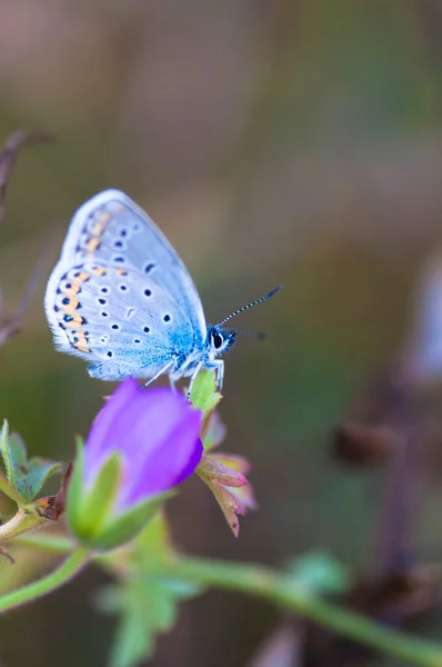 Ein Schmetterling Garten — Stockfoto