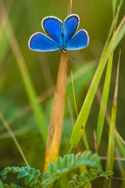 Ένα Κοντινό Πλάνο Μιας Πράσινης Και Μπλε Πεταλούδας — Φωτογραφία Αρχείου
