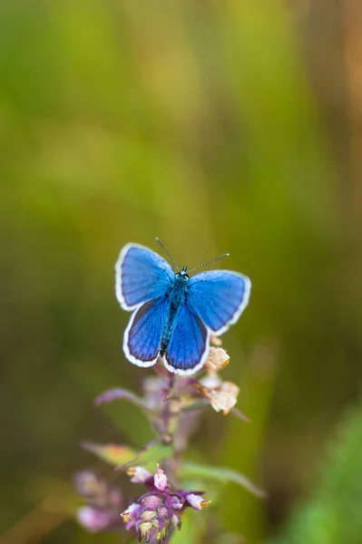 Όμορφη Πεταλούδα Ένα Λουλούδι Στο Δάσος — Φωτογραφία Αρχείου