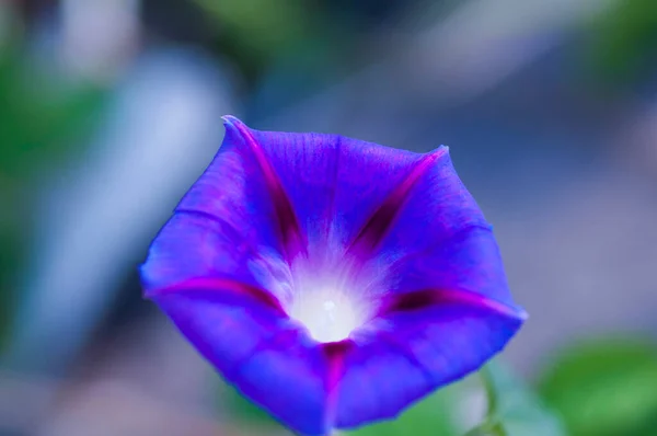 Schöne Blume Garten — Stockfoto