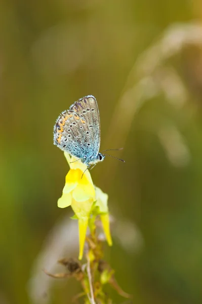 Egy Pillangó Virágon — Stock Fotó