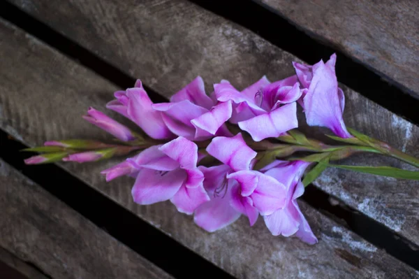 Рожева Квітка Дерев Яному Столі — стокове фото
