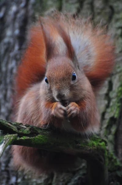 Niedliches Rotes Eichhörnchen Wald — Stockfoto