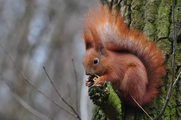 Eichhörnchen Auf Einem Baum Herbst — Stockfoto