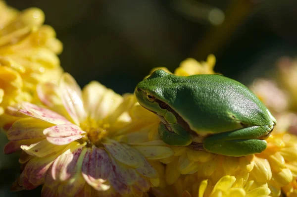 Sarı - Çiçeğin üzerinde oturan renkli kurbağa