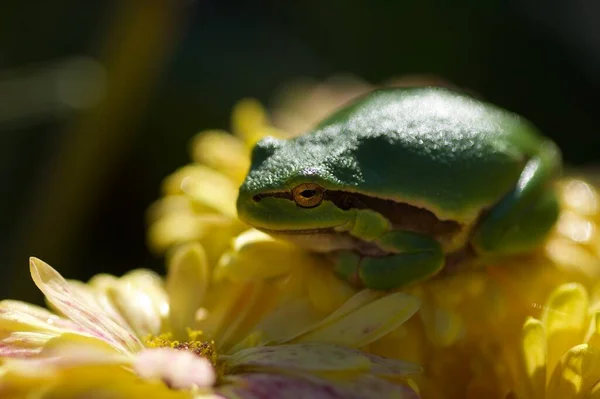 青蛙的天性 — 图库照片