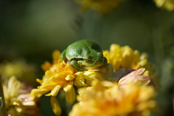 Güzel sarı kurbağa, kapat manzarayı.
