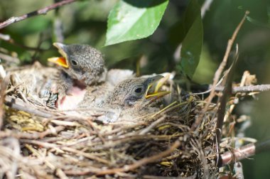Yuvasında genç bir kuşun yakın çekimi.
