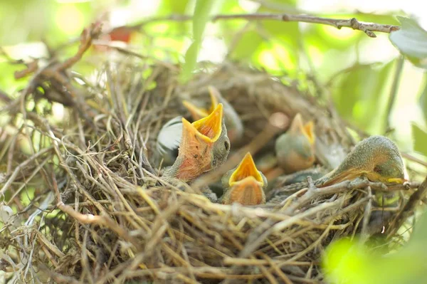 Kuş bir ağaçla yuva yapar.