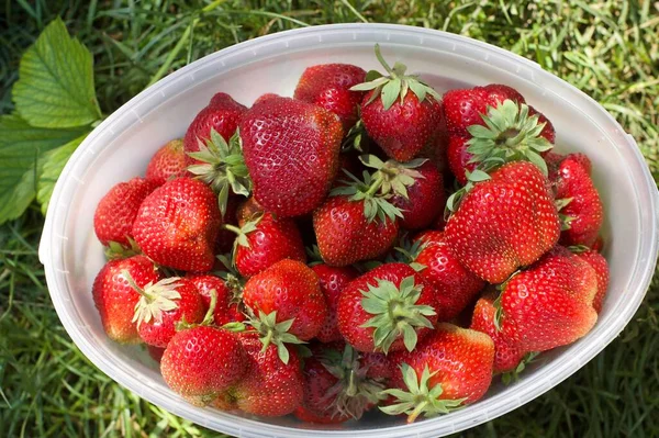 Masadaki kasede taze çilekler.