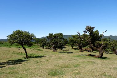 Ormandaki güzel doğa.