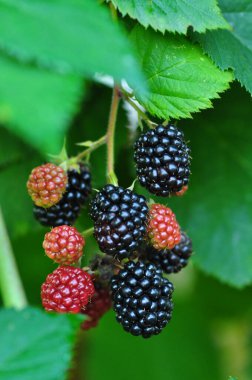 Bahçede böğürtlen