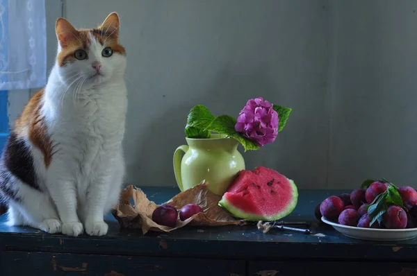 Beyaz bir masada pembe ve mavi gözlü bir kedi.