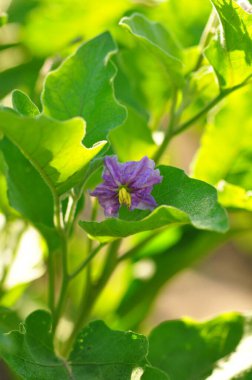 Yeşil bir çiçeğe yaklaş