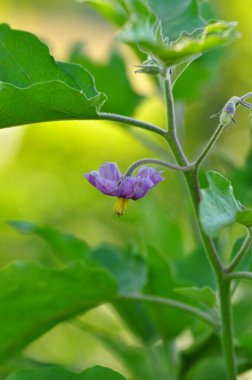 Bahçede mor bezelye çiçeği