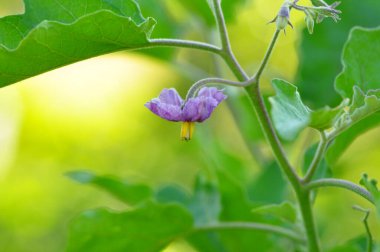 Bahçedeki mor çiçek