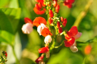 Kırmızı çiçekler ve yeşil yapraklar bahçede..