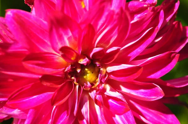 Piękny Różowy Kwiat Dahlii Ogrodzie — Zdjęcie stockowe