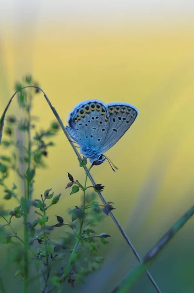 Pillangó Természetben Növény Állatvilágban — Stock Fotó