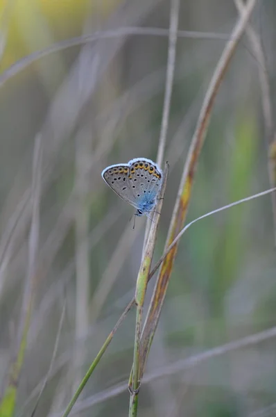 Ein Schmetterling Auf Einem Blatt Einer Pflanze Nahaufnahme — Stockfoto