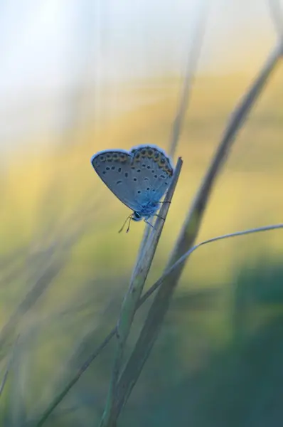 Gyönyörű Pillangó Egy Zöld Háttér — Stock Fotó