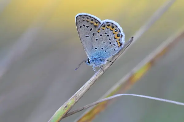 Niebieski Biały Motyl Niebiesko Żółty Kolor — Zdjęcie stockowe