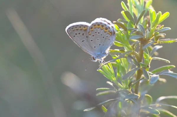 Niebieski Motyl Kwiat — Zdjęcie stockowe