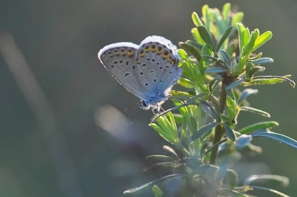 Μπλε Πεταλούδα Ένα Φύλλο — Φωτογραφία Αρχείου