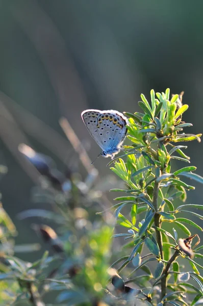Zbliżenie Ujęcie Pięknego Motyla Zielonym Liściu — Zdjęcie stockowe