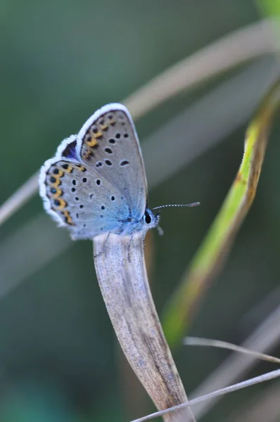 Μπλε Πεταλούδα Κάθεται Ένα Λουλούδι — Φωτογραφία Αρχείου