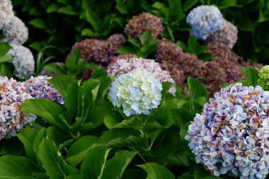 Ortanca çiçeği, güzel yaz arkaplanı