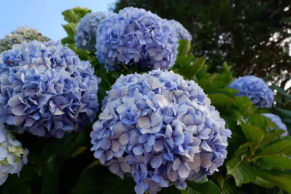Hortensias Azules Jardín Verano —  Fotos de Stock